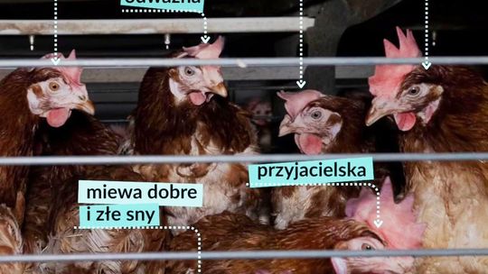 LIDL- jaja klatkowe odchodzą do historii