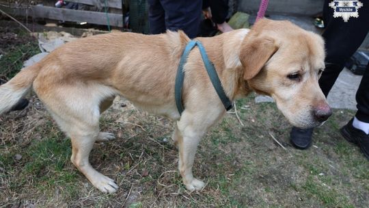 MYSZKÓW. ODEBRALI SKRAJNIE ZANIEDBANE, ZAGŁODZONE, BEZ WODY, PSY. ZDJĘCIA