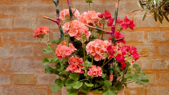 Pelargonie kwitną w niemal każdych warunkach