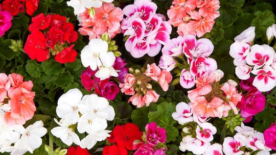 Z zasiłku macierzyńskiego korzysta coraz więcej ojców-rolników