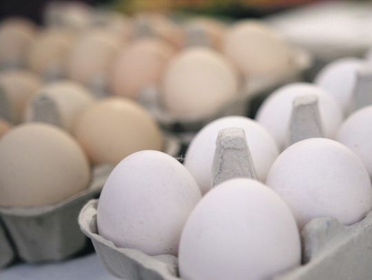 70 proc. Polaków woli kupować jaja z wolnego wybiegu