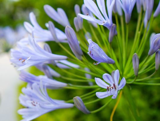 Agapant – długo kwitnąca roślina dekoracyjna z Afryki Południowej