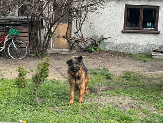 BAMBO TERRORYZUJE DZIELNICĘ!