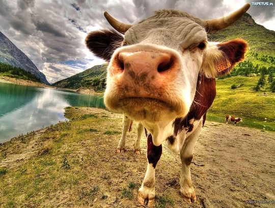 BIŁ METALOWYM PRĘTEM CIELNĄ KROWĘ. W OBORE BYŁY WCIEŃCZONE KROWY, A ZA OBORĄ TRUCHŁA CIELĄT. TO OBOK NAS