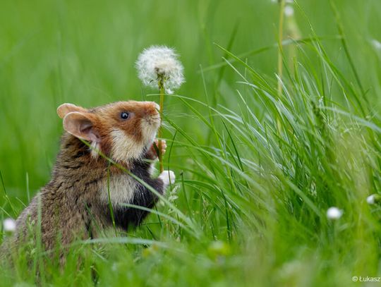 Chomik europejski - bohater naszych pól