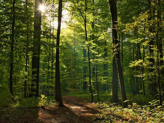 Co roku ubywa na świecie około 10 mln hektarów lasów Co roku ubywa na świecie około 10 mln hektarów lasów