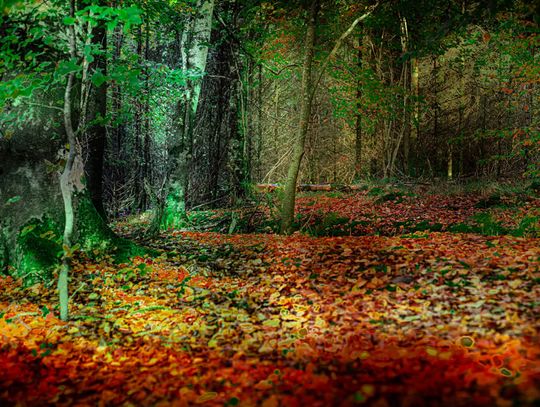 Co się robi jesienią?