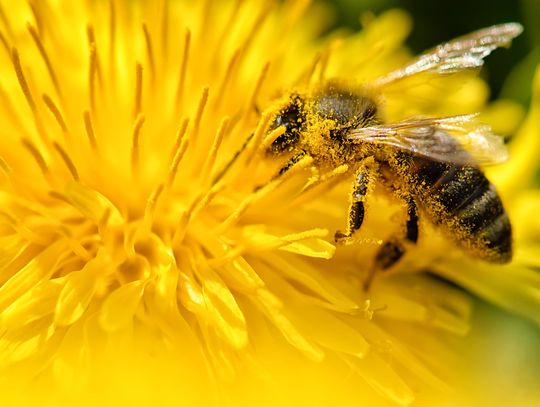 Dlaczego i jak sadzić kwiaty przyjazne pszczołom? Dlaczego i jak sadzić kwiaty przyjazne pszczołom?