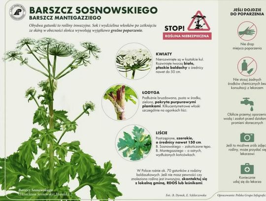 Dofinansowanie do usuwania „Barszczu Sosnowskiego”