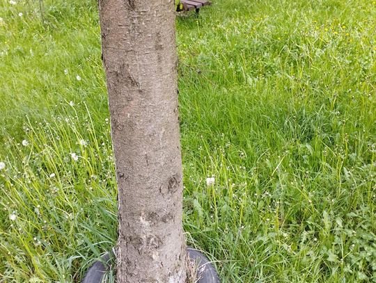 DRZEWA Z OPONKĄ. SPÓŁDZIELNIA ZAREAGUJE?