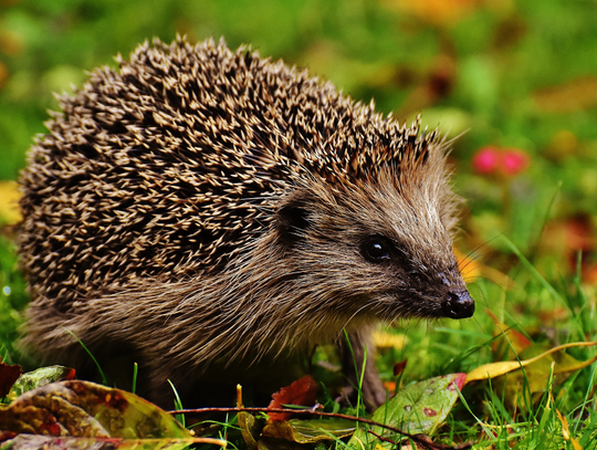Dzień Dzikiej Fauny, Flory i Naturalnych Siedlisk. Sprawdź, jak możesz pomóc naturze