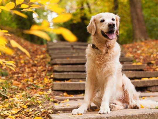 Hotel dla psów Katowice – jak wybrać najlepsze miejsce dla swojego pupila Hotel dla psów Katowice – jak wybrać najlepsze miejsce dla swojego pupila