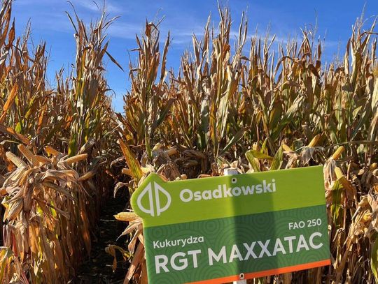 Jaką odmianę kukurydzy na ziarno wybrać na lepsze gleby? Jaką odmianę kukurydzy na ziarno wybrać na lepsze gleby?