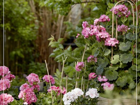 Kiedy sadzić pelargonie: Kiedy ustają przymrozki, pojawiają się szybko kwiaty Kiedy sadzić pelargonie: Kiedy ustają przymrozki, pojawiają się szybko kwiaty