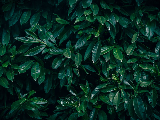 Laurowiśnia w ogrodzie – sprawdzone sposoby na bujne i zdrowe krzewy