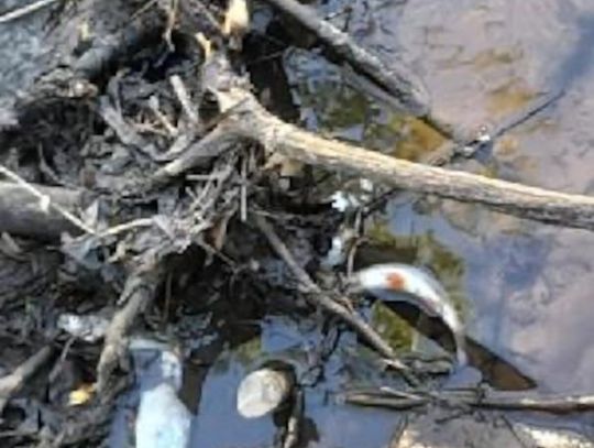 MARTWE RYBY W WARCIE. PONIŻEJ MYSZKOWA MARTWE RYBY W WARCIE. PONIŻEJ MYSZKOWA