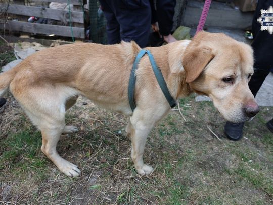 MYSZKÓW. ODEBRALI SKRAJNIE ZANIEDBANE, ZAGŁODZONE, BEZ WODY, PSY. ZDJĘCIA