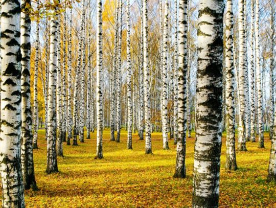 OCIEPLENIE SIĘ KLIMATU OZNACZA POWAŻNE ZMIANY LEŚNEGO EKOSYSTEMU. SOSNY, ŚWIERKI CZY MODRZEWIE BĘDĄ STOPNIOWO ZASTĘPOWANE INNYMI GATUNKAMI