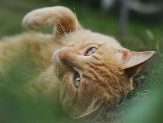 Opieka nad kotami wolno żyjącymi- obowiązek gmin Opieka nad kotami wolno żyjącymi- obowiązek gmin