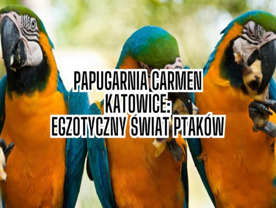 Papugarnia Carmen Katowice - spotkanie z egzotycznym światem ptaków na Śląsku