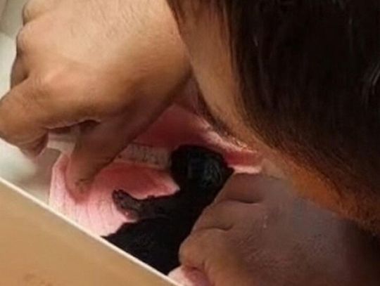 PARAGRAF MA JUŻ DOM PARAGRAF MA JUŻ DOM