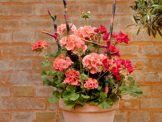 Pelargonie kwitną w niemal każdych warunkach