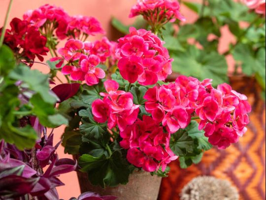 Pelargonie sprzyjają dobremu samopoczuciu