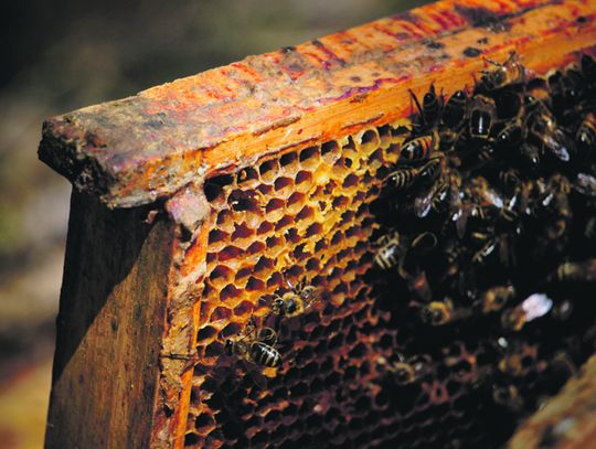 Pszczoły to serce ekosystemu