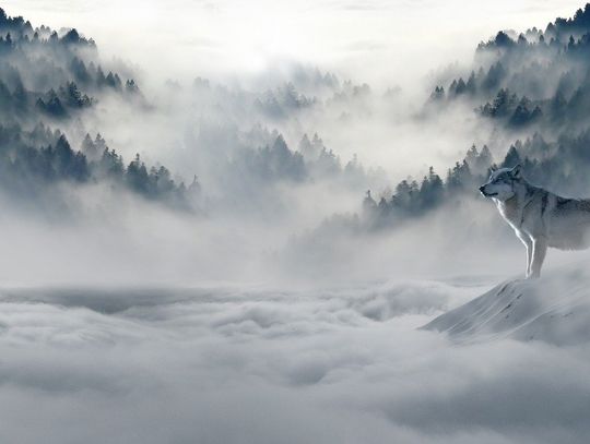 Światła przeciwmgielne - rozsądnie i bezpiecznie na drodze