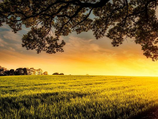 Tasznik pospolity w zbożach: jak nie dać mu przewagi w pszenicy, życie i pszenżycie? Tasznik pospolity w zbożach: jak nie dać mu przewagi w pszenicy, życie i pszenżycie?