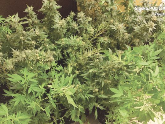 WIDZISZ KRZAK KONOPI INDYJSKICH? ZAWIADOM O TYM POLICJĘ WIDZISZ KRZAK KONOPI INDYJSKICH? ZAWIADOM O TYM POLICJĘ