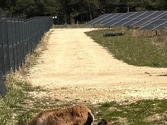 „Wielka ucieczka” z firmy Elemental? Na szczęście wszystko skończyło się szczęśliwie „Wielka ucieczka” z firmy Elemental? Na szczęście wszystko skończyło się szczęśliwie