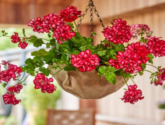 WISZĄCE DONICE Z PELARGONIAMI NIEWYMAGAJĄCYMI DUŻEJ PIELĘGNACJI- KOMPLETNY PRZEWODNIK WISZĄCE DONICE Z PELARGONIAMI NIEWYMAGAJĄCYMI DUŻEJ PIELĘGNACJI- KOMPLETNY PRZEWODNIK