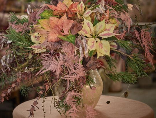 Wykorzystanie poinsecji jako kwiatów ciętych Wykorzystanie poinsecji jako kwiatów ciętych