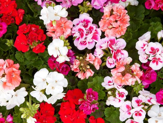 Z Przylądka Dobrej Nadziei na cały świat – Triumf pelargonii