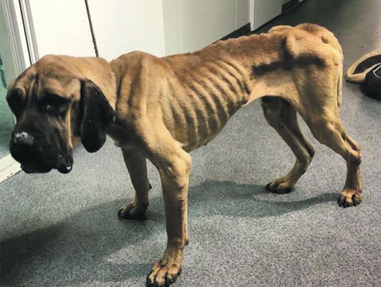 Zebraliśmy pół miliona podpisów! To głośny apel o konieczność wprowadzenia zmian