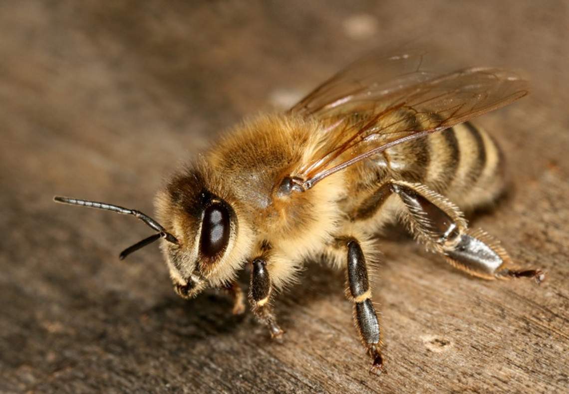 8 sierpnia to Wielki Dzień Pszczół