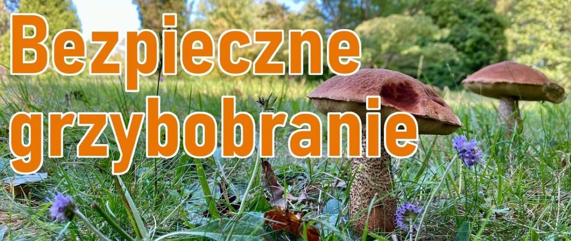 BEZPIECZNE GRZYBOBRANIE-POLICJA  PROSI O ROZWAŻNOŚĆ