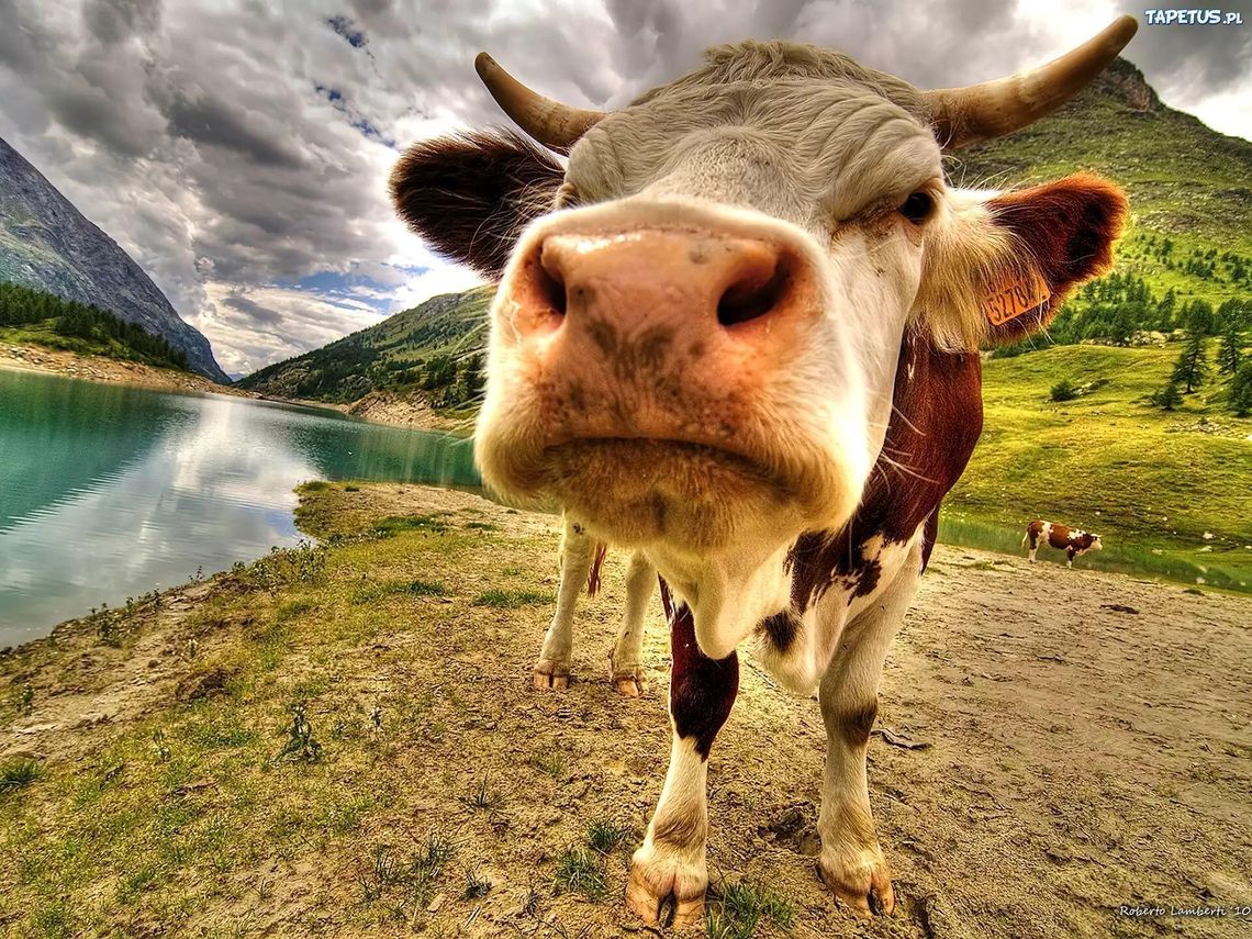 BIŁ METALOWYM PRĘTEM CIELNĄ KROWĘ. W OBORE BYŁY WCIEŃCZONE KROWY, A ZA OBORĄ TRUCHŁA CIELĄT. TO OBOK NAS