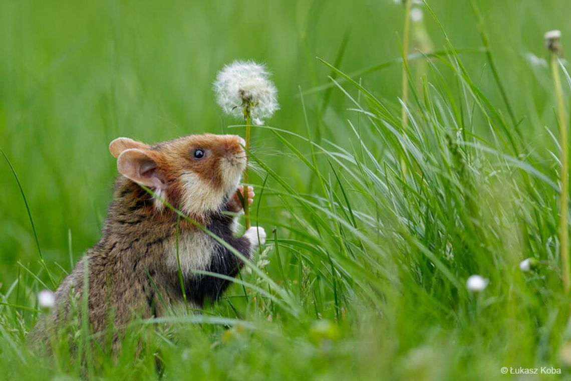 Chomik europejski - bohater naszych pól Chomik europejski - bohater naszych pól