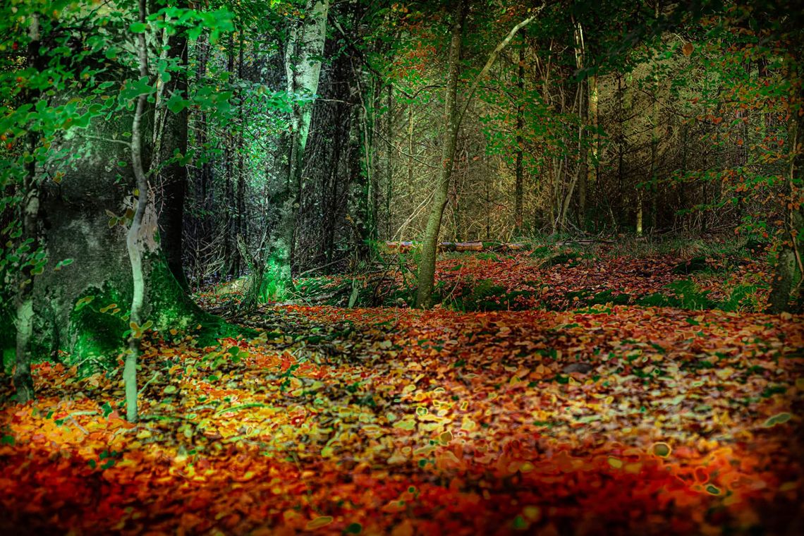 Co się robi jesienią? Co się robi jesienią?