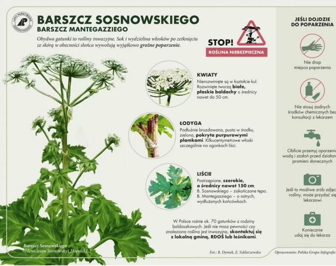 Dofinansowanie do usuwania „Barszczu Sosnowskiego”