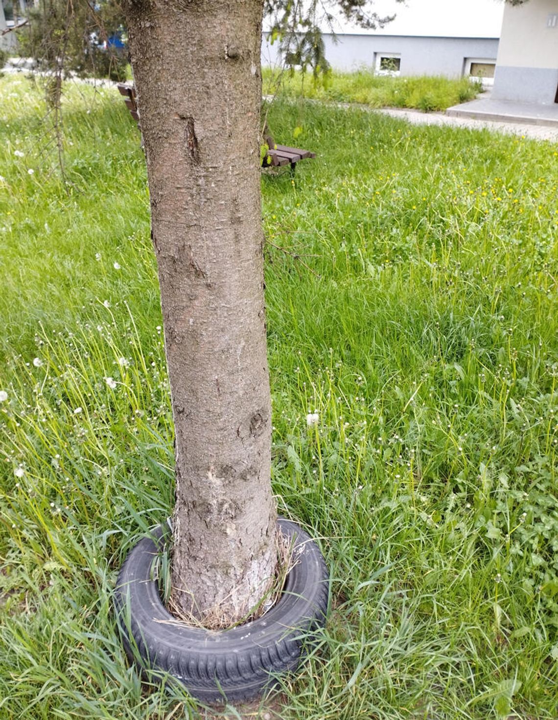 DRZEWA Z OPONKĄ. SPÓŁDZIELNIA ZAREAGUJE? DRZEWA Z OPONKĄ. SPÓŁDZIELNIA ZAREAGUJE?