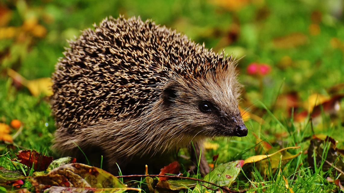 Dzień Dzikiej Fauny, Flory i Naturalnych Siedlisk. Sprawdź, jak możesz pomóc naturze
