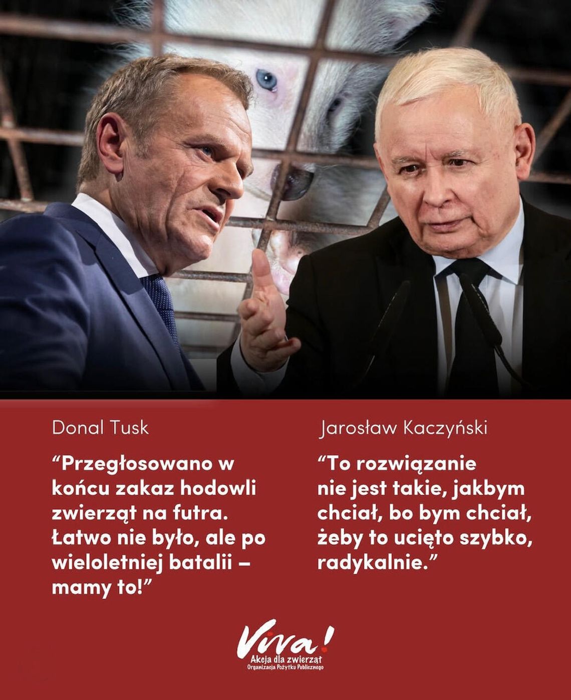 Historyczny moment: Sejm przegłosował zakaz hodowli na futro! Historyczny moment: Sejm przegłosował zakaz hodowli na futro!