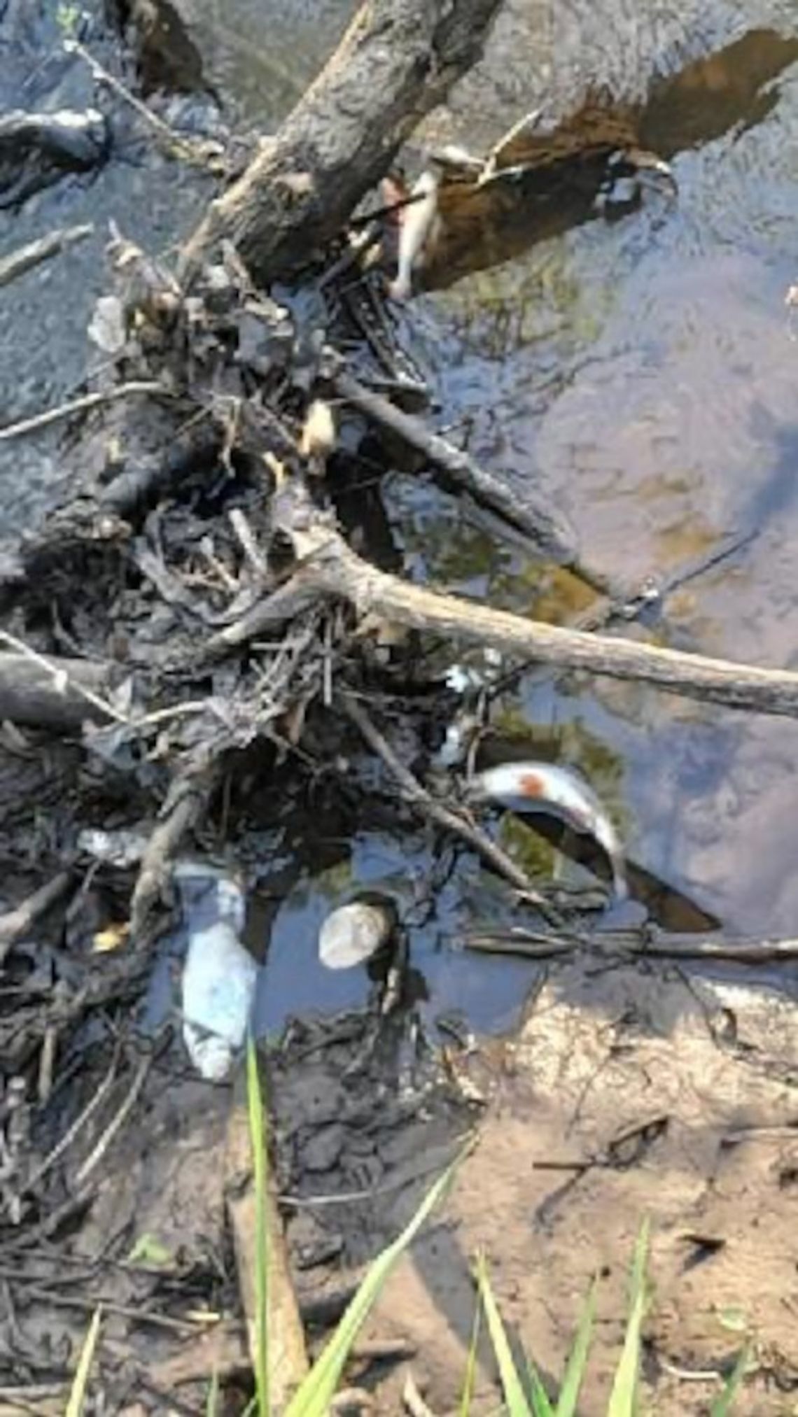 MARTWE RYBY W WARCIE. PONIŻEJ MYSZKOWA