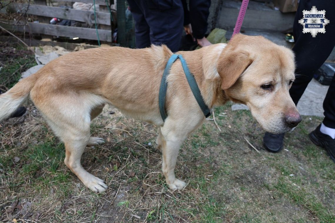 MYSZKÓW. ODEBRALI SKRAJNIE ZANIEDBANE, ZAGŁODZONE, BEZ WODY, PSY. ZDJĘCIA
