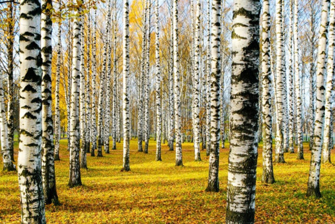OCIEPLENIE SIĘ KLIMATU OZNACZA POWAŻNE ZMIANY LEŚNEGO EKOSYSTEMU. SOSNY, ŚWIERKI CZY MODRZEWIE BĘDĄ STOPNIOWO ZASTĘPOWANE INNYMI GATUNKAMI OCIEPLENIE SIĘ KLIMATU OZNACZA POWAŻNE ZMIANY LEŚNEGO EKOSYSTEMU. SOSNY, ŚWIERKI CZY MODRZEWIE BĘDĄ STOPNIOWO ZASTĘPOWANE INNYMI GATUNKAMI