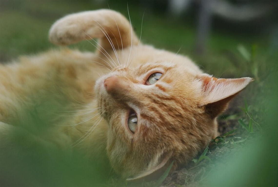 Opieka nad kotami wolno żyjącymi- obowiązek gmin Opieka nad kotami wolno żyjącymi- obowiązek gmin
