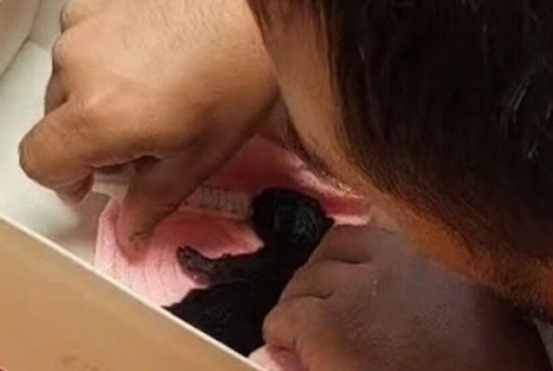 PARAGRAF MA JUŻ DOM